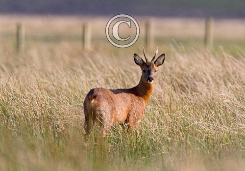 Roe Deer  Buck DM1141